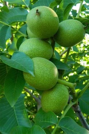 Yavuz-1 Ceviz Fidanı