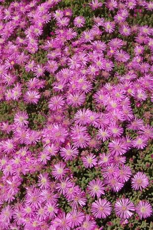 Acem Halısı | Mayıs-Eylül