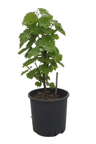 Alfons Asma Fidanı | ASMA - ÜZÜM