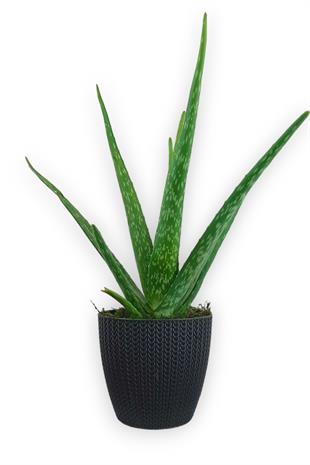 Aloe Vera Bitkisi Antrasit Sümela Saksıda | Aloe