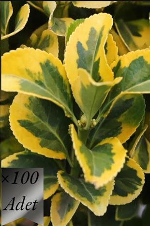 Altuni Taflan Fidanı 15-20 cm x 100 ad | ÇALILAR ve ÇİT BİTKİLERİ