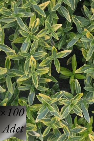 Çıtır Taflan Fidanı x 100 ad | ÇALILAR ve ÇİT BİTKİLERİ
