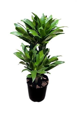 Dracaena Deremensis Compacta 2 gövdeli | YAPRAKLI SALON BİTKİLERİ