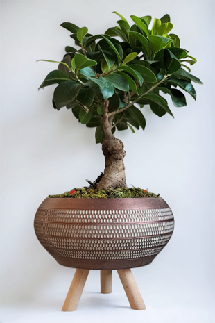 Ficus Ginseng Bonsai | Gold Ayaklı Saksıda | YAPRAKLI SALON BİTKİLERİ