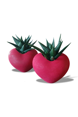 İkili Kalp Saksıda Sukulent - Sevgilier Günü ve Özel Günler | HAWORTHIA