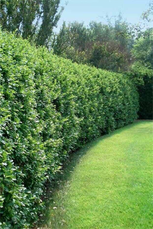 Japon Kurtbağrı 80 cm x 100 ad | ÇALILAR ve ÇİT BİTKİLERİ