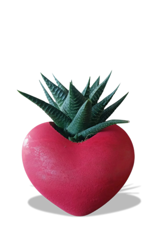 Kalp Saksıda Sukulent - Sevgilier Günü ve Özel Günler | HAWORTHIA