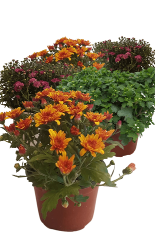 Kasımpatı Seti 5li | Kasım-Mayıs