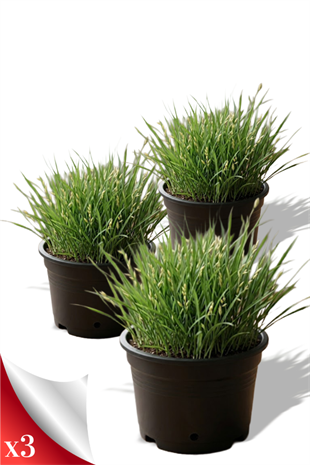 Kedi Çimi 3 lü set | YAPRAKLI SALON BİTKİLERİ
