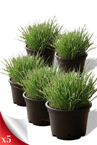 Kedi Çimi 5li set | YAPRAKLI SALON BİTKİLERİ