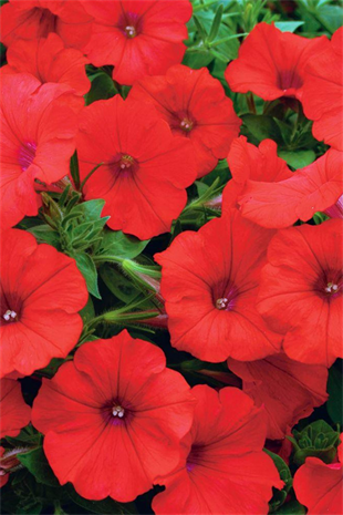 Kırmızı Petunya Fidesi | Mayıs-Eylül