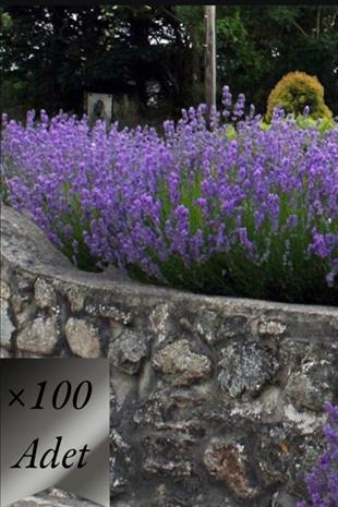 Lavanta Fidanı x 100 ad | TIBBİ ve AROMATİK BİTKİLER
