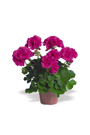 Mor Top Sardunya Çiçeği | ÇİÇEKLİ SALON BİTKİLERİ