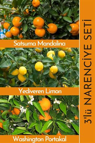 Narenciye Fidan Seti | Limon Portakal Mandalina | Narenciye Fidanları