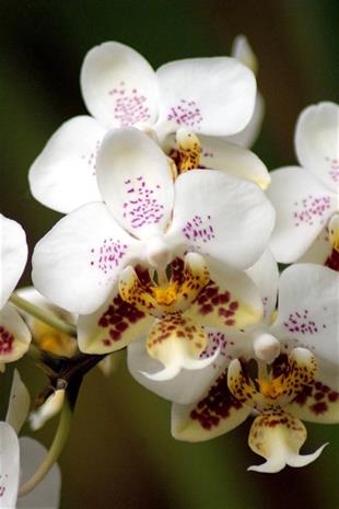 Orkide | Çiçekli Salon Bitkileri
