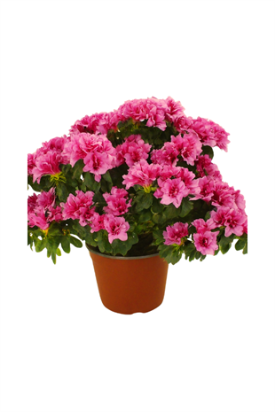 Pembe Açelya | ÇİÇEKLİ SALON BİTKİLERİ