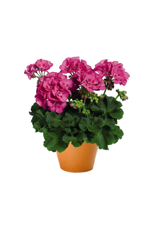 Pembe Top Sardunya Çiçeği | ÇİÇEKLİ SALON BİTKİLERİ
