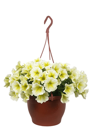 Petunya | Mayıs-Eylül