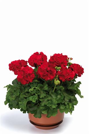 Sardunya | Çiçekli Salon Bitkileri