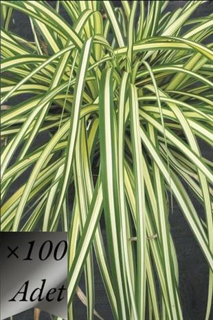 Sarı Sarkık Carex Bitkisi x 100 ad | SAZLAR ve OTSU BİTKİLER