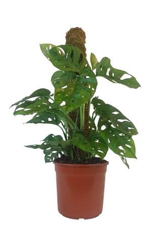 Sarılıcı Deve Tabanı 70 cm (Sopalı) | Yapraklı Salon Bitkileri