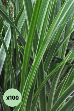 Yeşil Carex Bitkisi x 100 ad | SAZLAR ve OTSU BİTKİLER