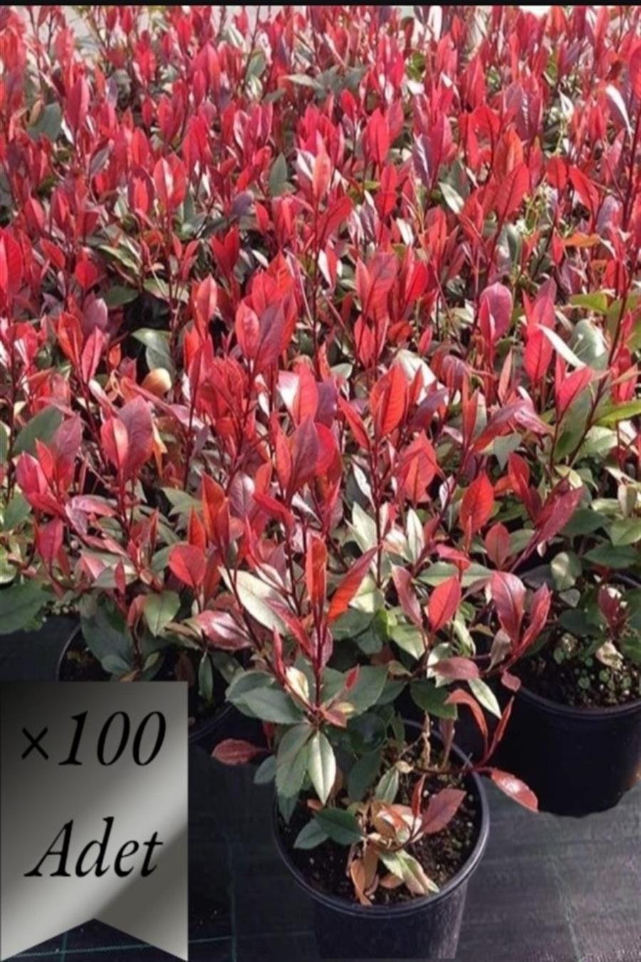 Alev Çalısı Fidanı x 100 ad | ÇALILAR ve ÇİT BİTKİLERİ