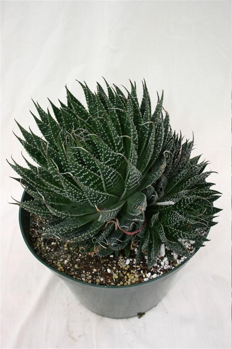 Aloe Cristata | Aloe | onlinebotanik.com