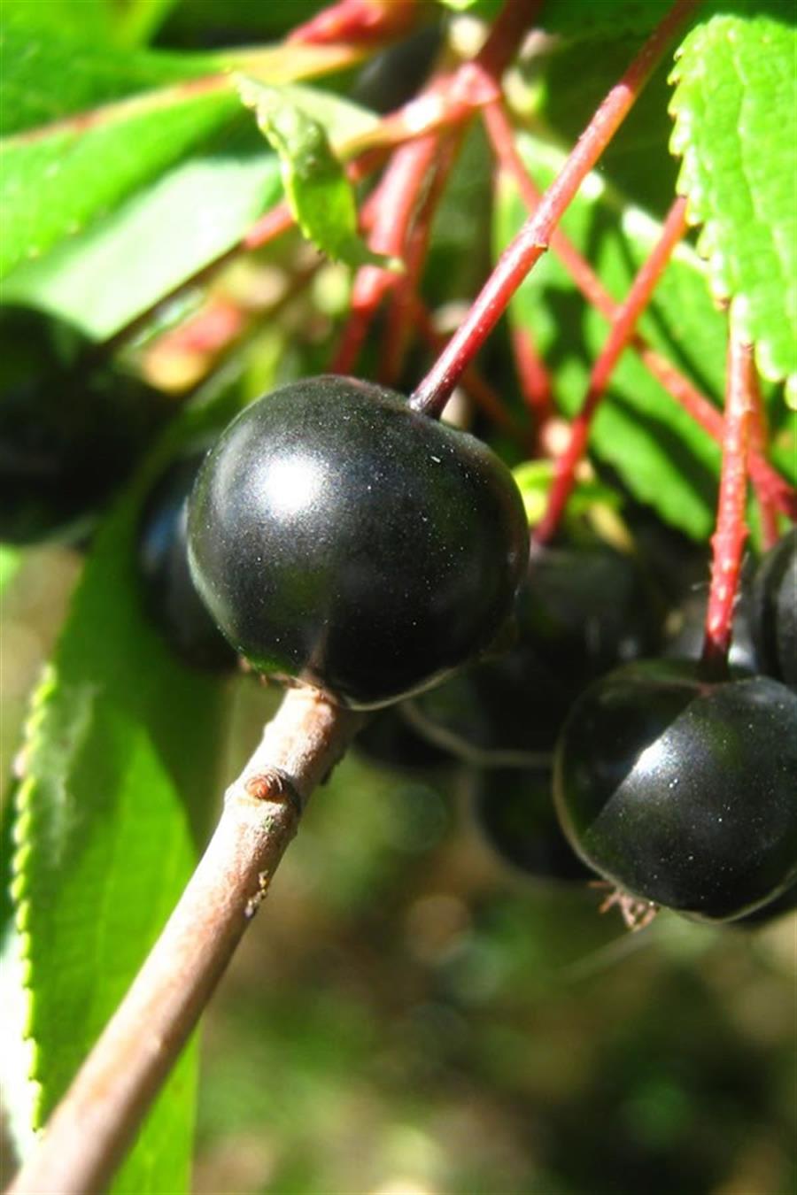 Aronya | YABAN MERSİNİ