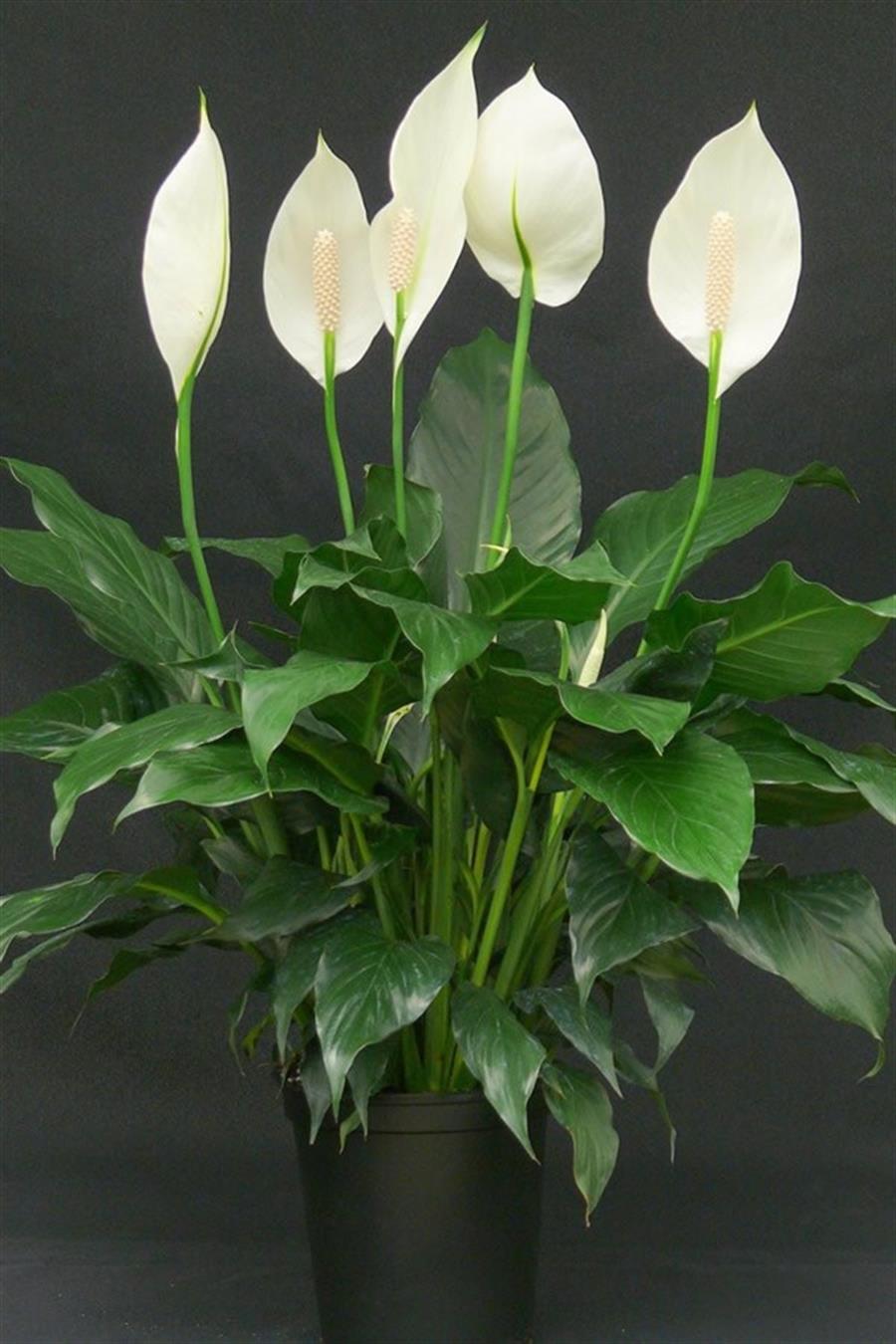Barış Çiçeği (40~60 cm) | onlinebotanik.com