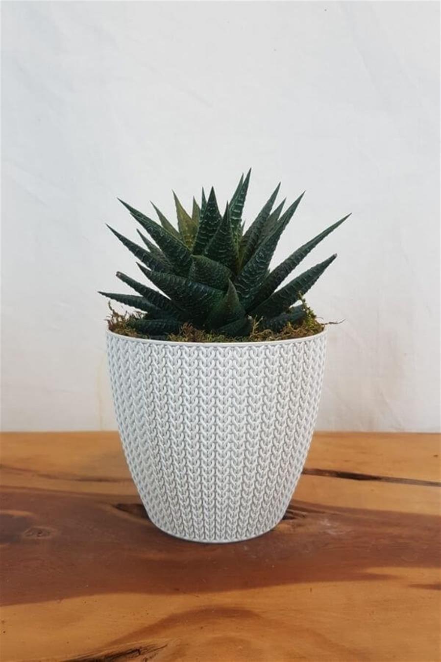 Beyaz Dekoratif saksıda Haworthia Limifolia | Sukulentler