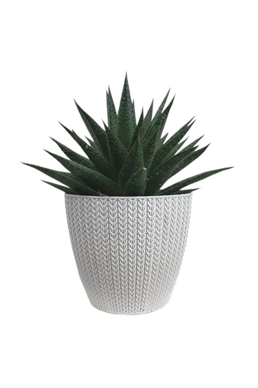 Beyaz Sümela Saksıda Gasterworthia | Diğer Sukulent Cinsleri