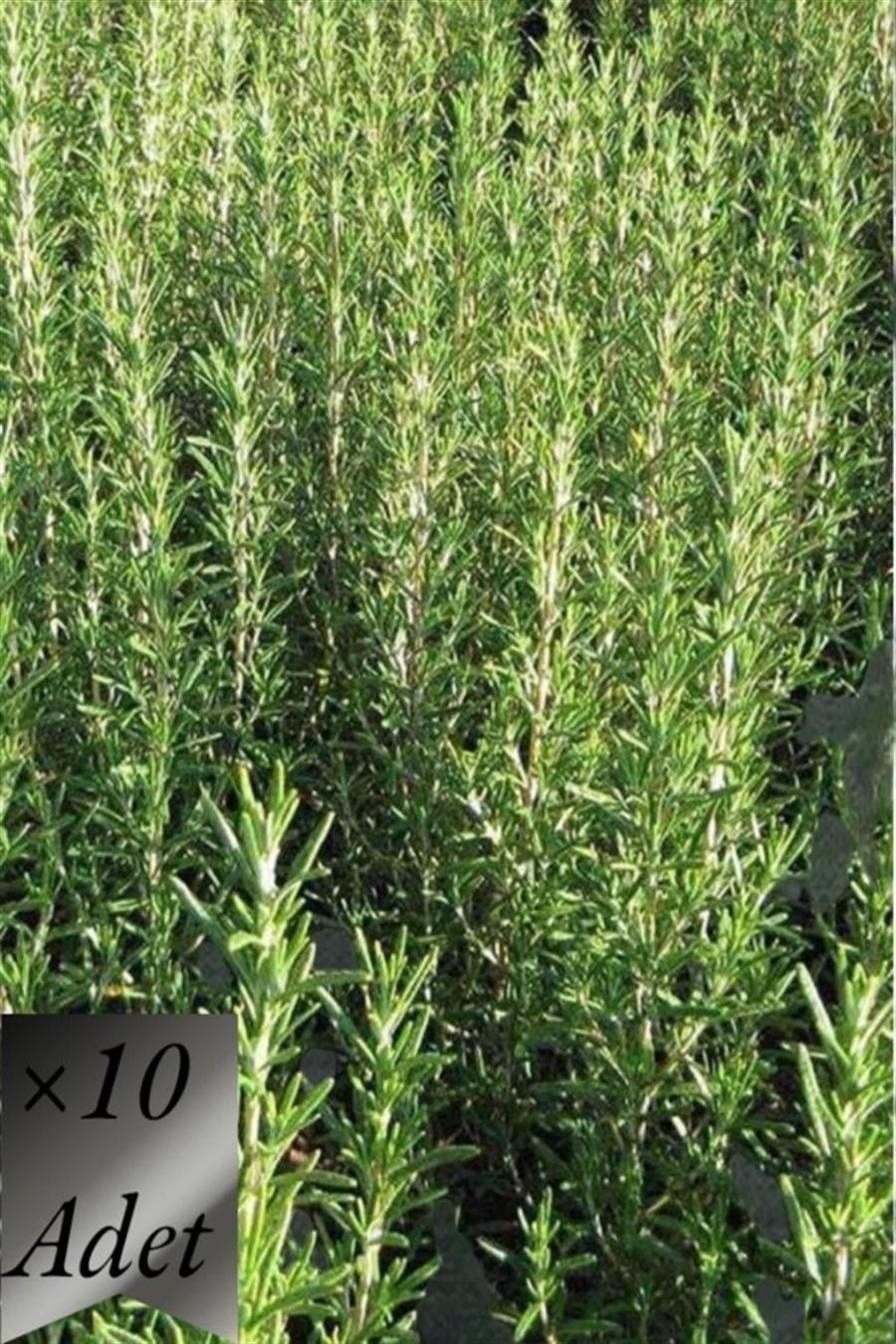 Biberiye Fidanı x 10 ad | TIBBİ ve AROMATİK BİTKİLER