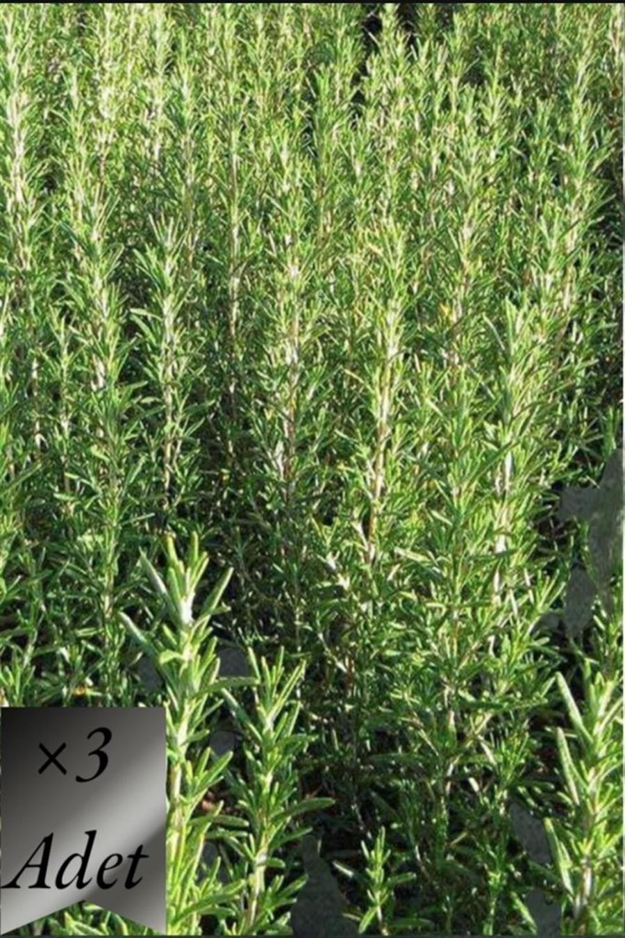 Biberiye Fidanı x 3 ad | TIBBİ ve AROMATİK BİTKİLER