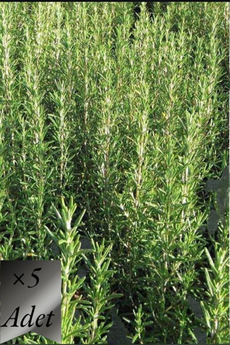 Biberiye Fidanı x 5 ad | TIBBİ ve AROMATİK BİTKİLER