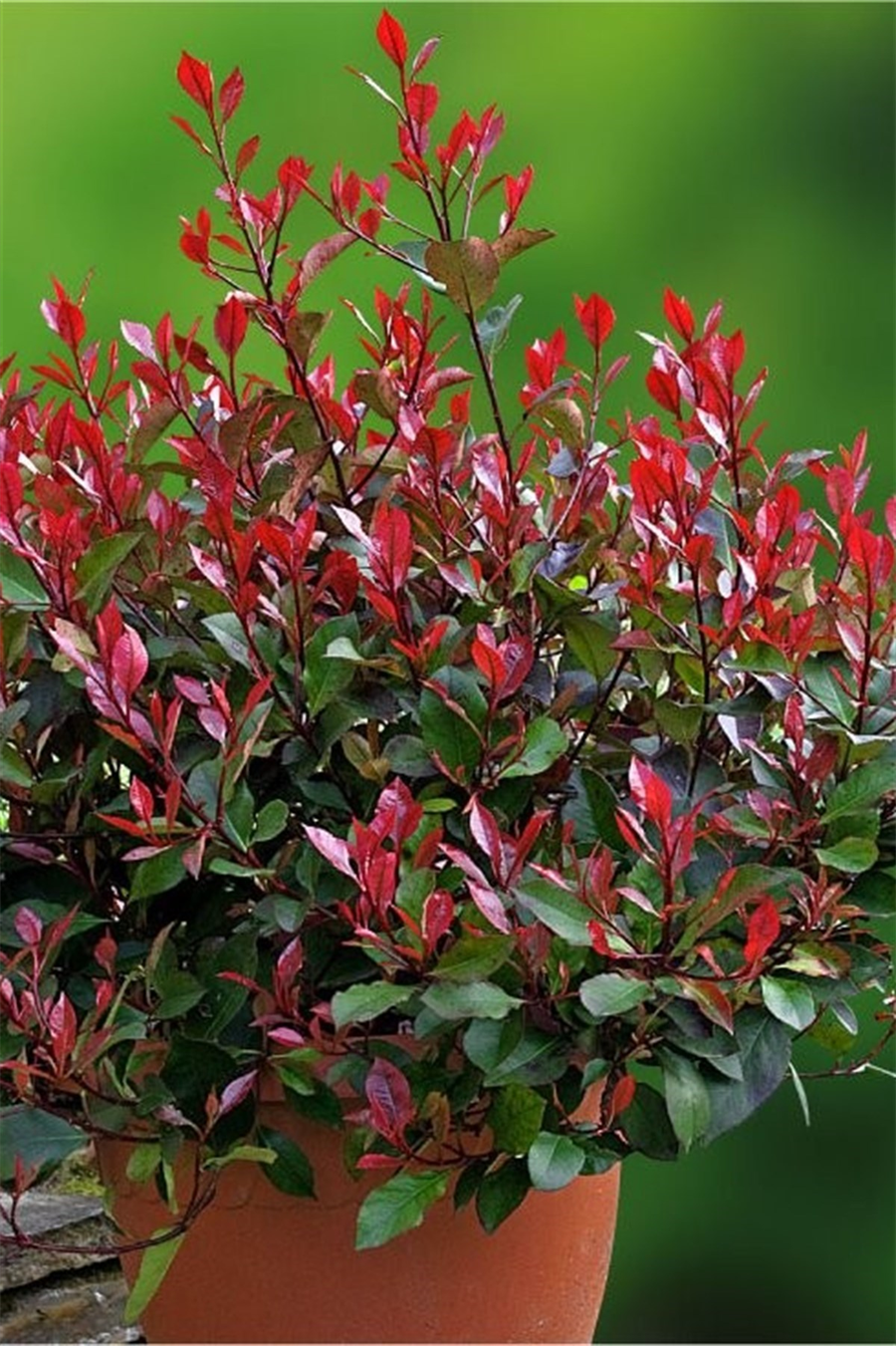 Bodur Alev Çalısı Fidanı