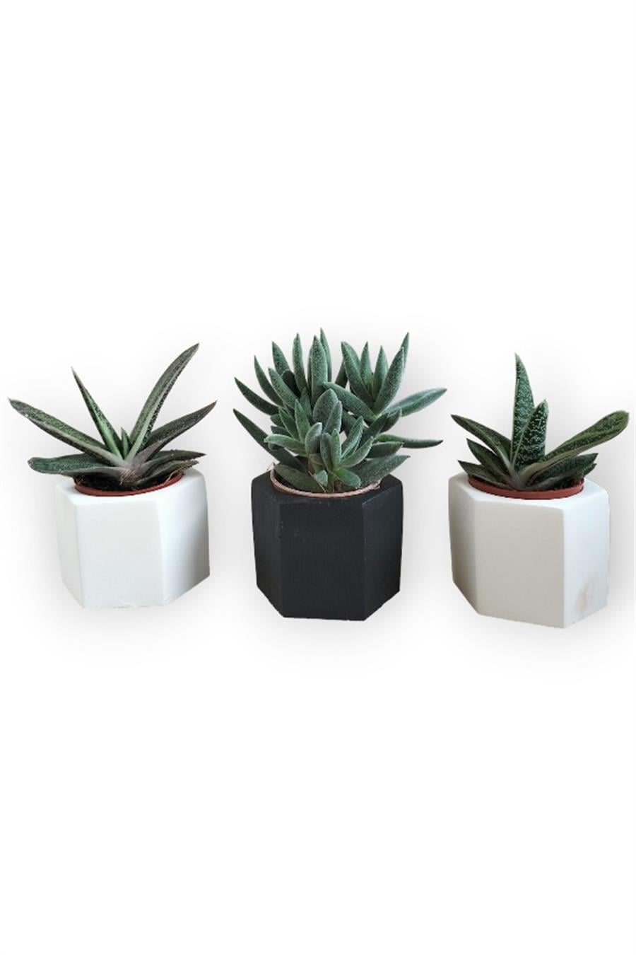 Crassula & Gasteria 3'lü Sukulent Seti | Siyah & Beyaz Seri | 3'lü Sukulent Setleri