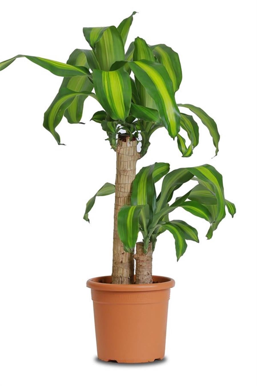 Dracena Massengena
