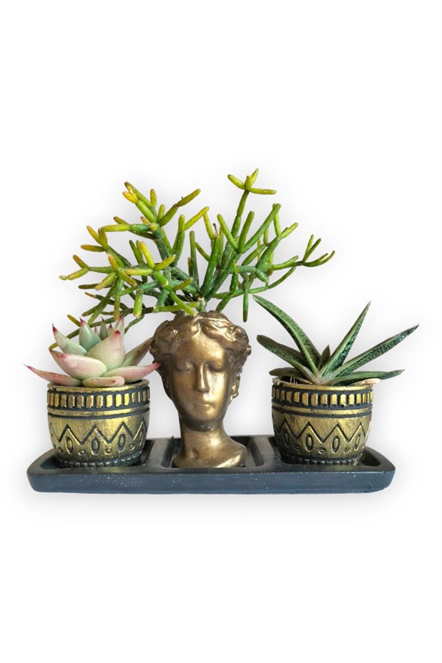 Echeveria & Gasteria & Rhipsalis 3'lü Sukulent Seti | Helen Gold Serisi | 3'lü Sukulent Setleri