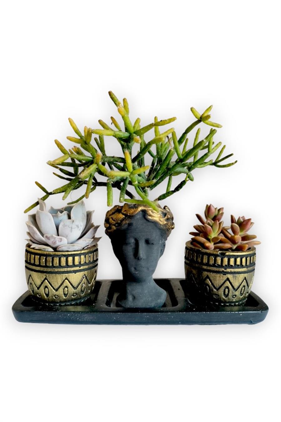 Echeveria & Rhipsalis & Sedum 3'lü Sukulent Seti | Helen Siyah & Gold Seri | 3'lü Sukulent Setleri