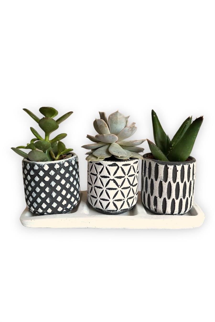 Echeveria & Sedum 3'lü Sukulent Seti | Desenli Seri | 3'lü Sukulent Setleri
