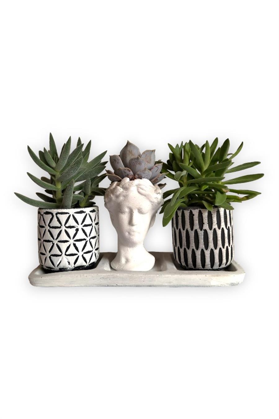 Echeveria & Sedum 3'lü Sukulent Seti | Helen Beyaz & Desenli Seri | 3'lü Sukulent Setleri