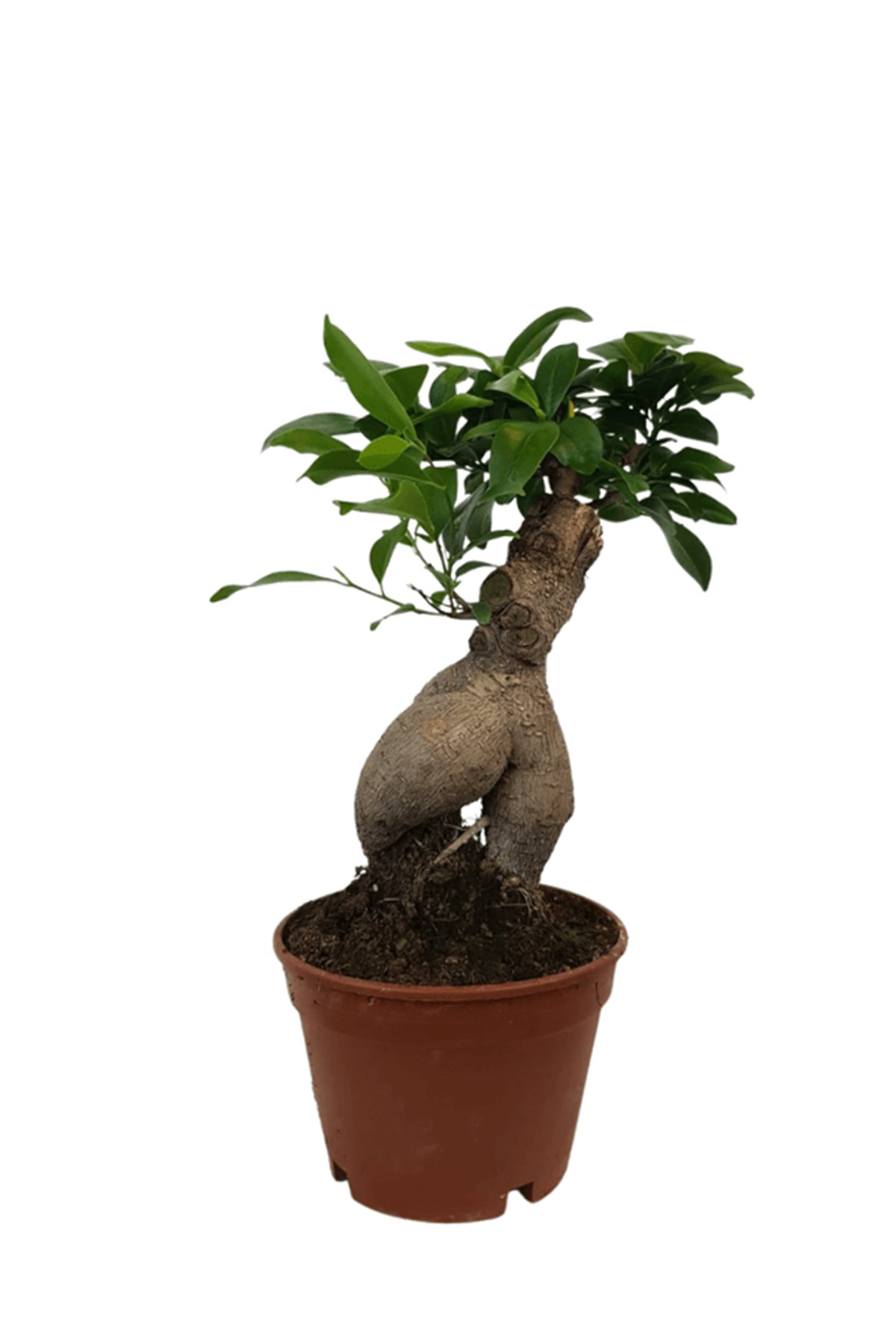Ficus Ginseng Bonsai 15-20 cm | onlinebotanik.com