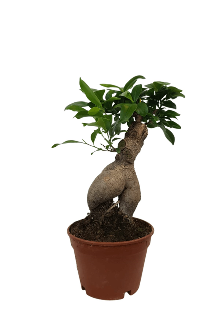 Ficus Ginseng Bonsai | Yapraklı Salon Bitkileri