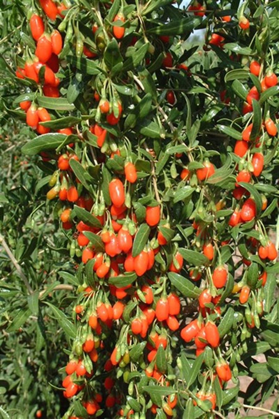 Goji Berry(Kurt Üzümü) Fidanı