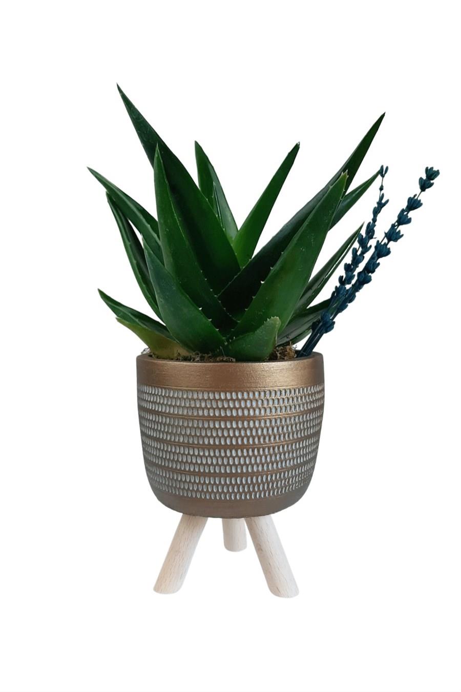 Gold Ayaklı Saksıda Aloe Brevifolia | Tasarım Çiçekler