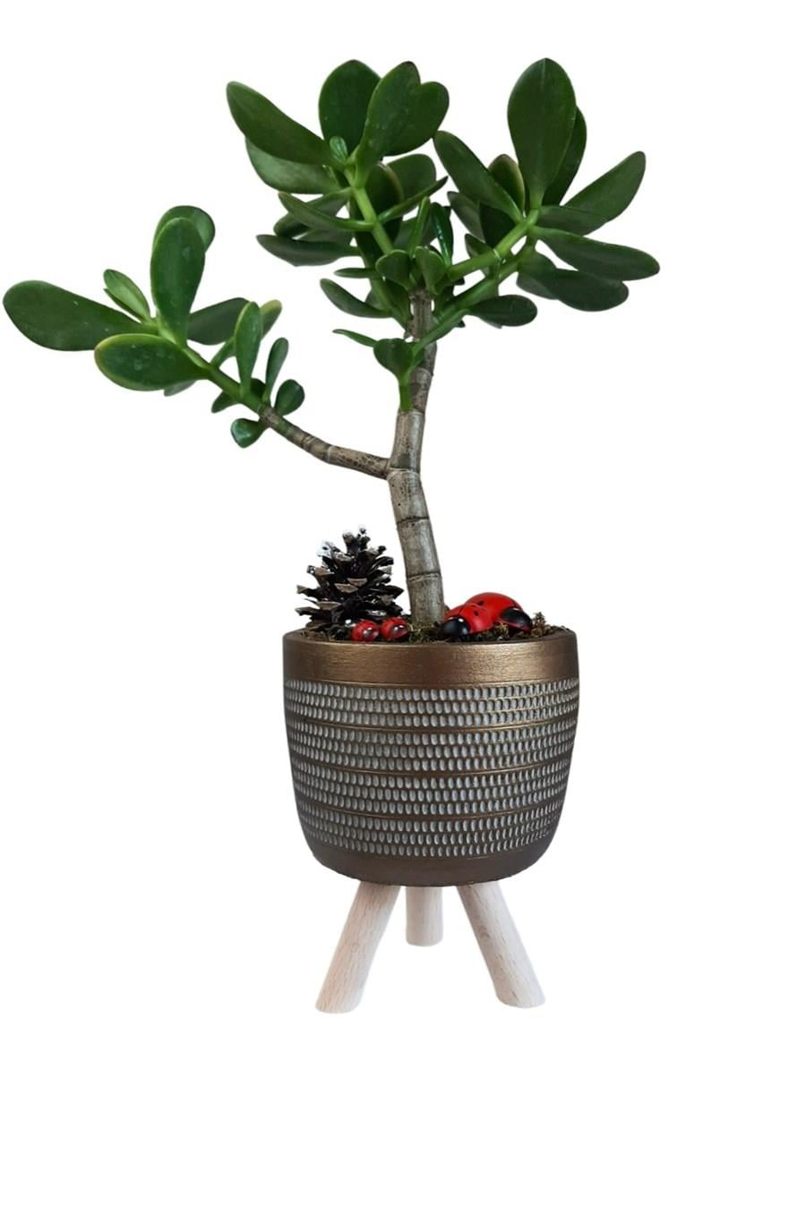Gold Ayaklı Saksıda Crassula Ovata | Tasarım Çiçekler