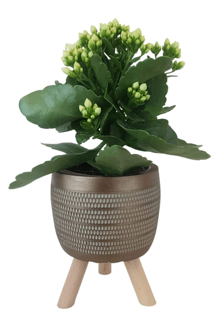 Gold Damla Saksıda Beyaz Kalanchoe | Kalanchoe