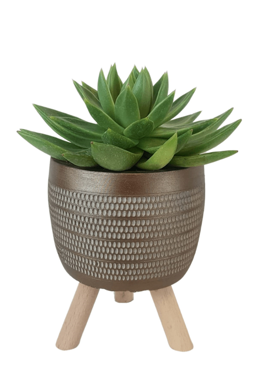Gold Damla Saksıda Echeveria Agavoides | Sukulentler