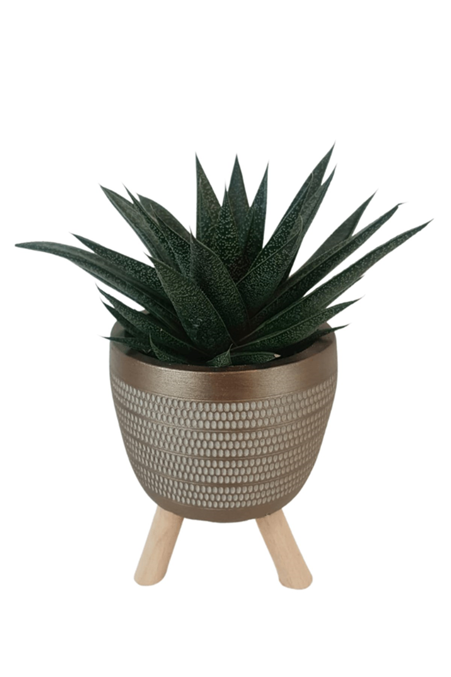 Gold Damla Saksıda Gasterworthia Royal Princes | Sukulentler